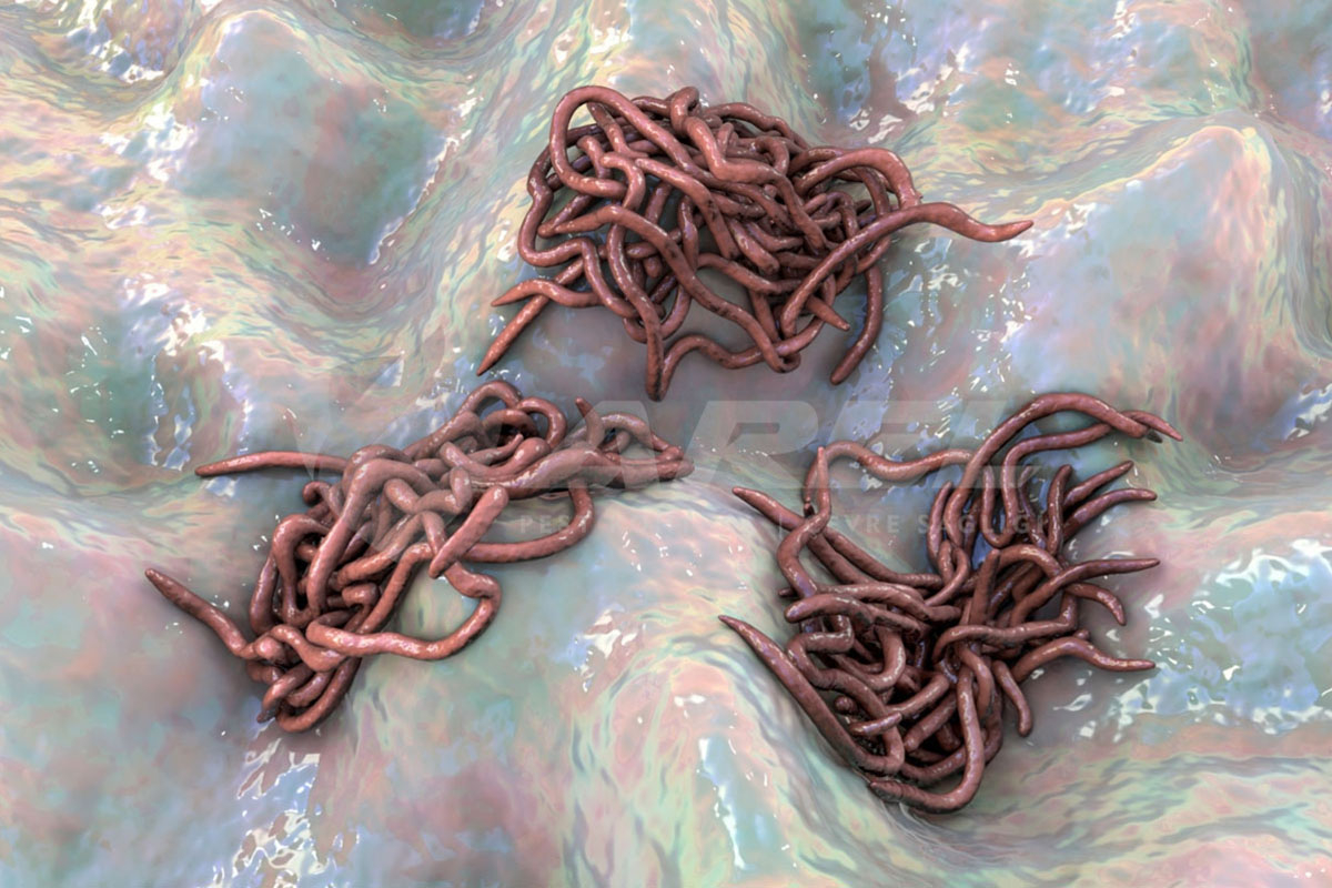 Tuvalet Böceklerinden Nasıl Kurtulurum