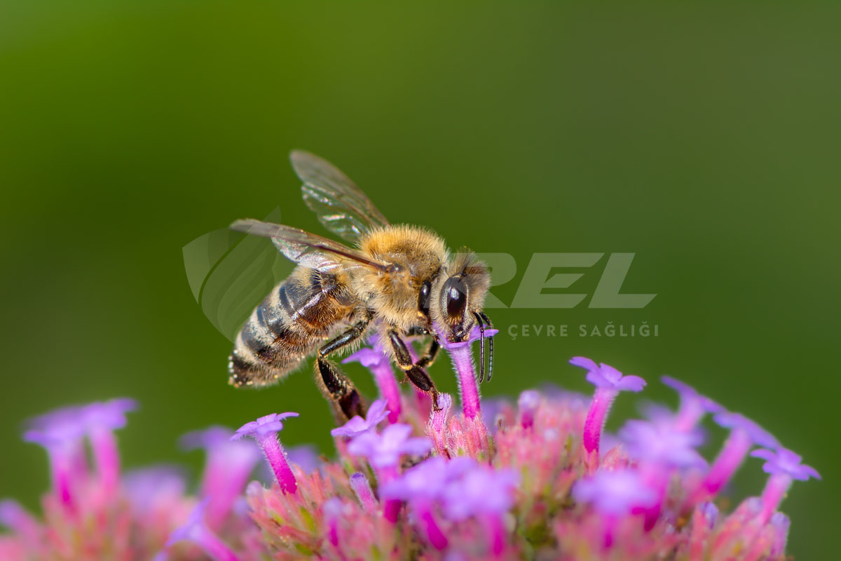 Yararlı Böceklere Zarar Vermeden Böcek İlaçlama Nasıl Yapılır?