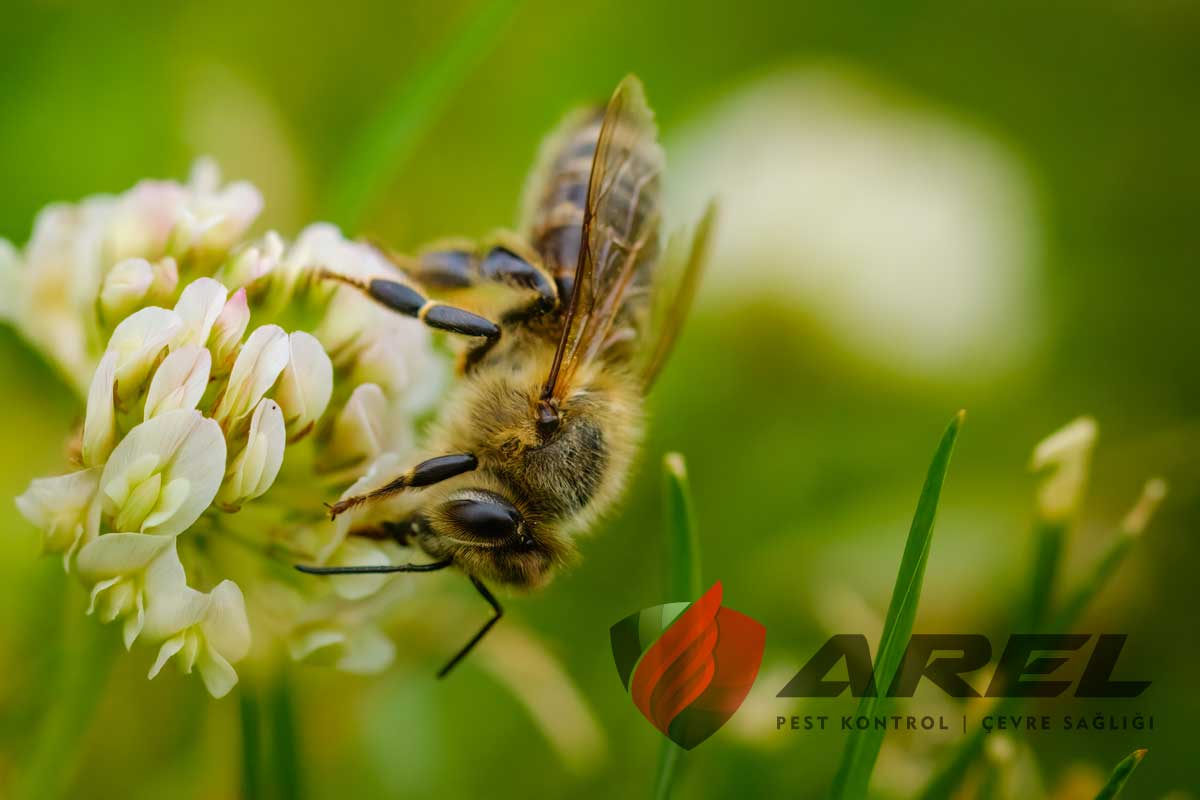 Arı Sokunca Neden Ölür