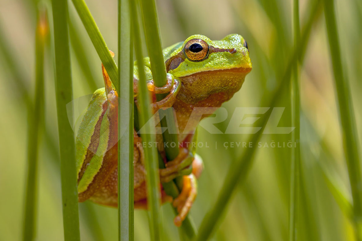 Kurbağanın İnsana Zararları Nelerdir?