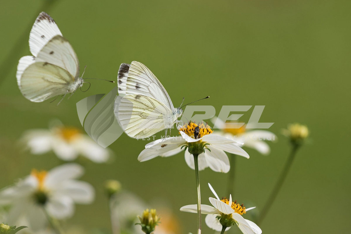 Beyaz Kelebek Anlamı Nedir?